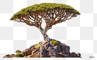PNG  Socotra dragon tree nature landscape outdoors. AI generated Image by rawpixel.