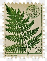 PNG Plant fern pattern green.