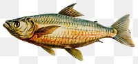 PNG Seafood animal fish aquarium.