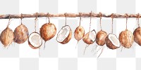 PNG  Coconuts hanging freshness drawing.