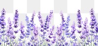 PNG  Lavenders border blossom flower nature.