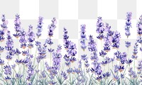 PNG  Lavenders border blossom flower nature.