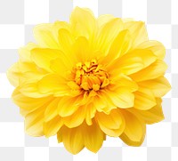 PNG Flower dahlia yellow plant.