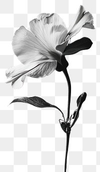 PNG  White flower petal plant white.