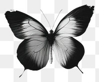 PNG  A Butterfly butterfly animal insect.