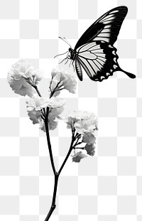PNG  Butterfly on flowers monochrome outdoors insect.