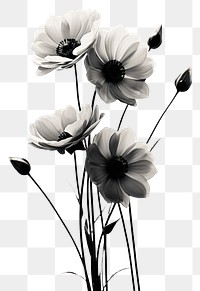 PNG  Black and white bouquet flowers monochrome petal plant.