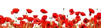 PNG  Poppy flower field backgrounds outdoors plant.
