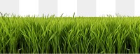 PNG  Rice field backgrounds outdoors nature.