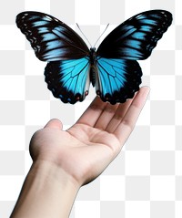 PNG Butterfly animal insect finger.