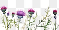 PNG Thistle watercolor border blossom flower plant.
