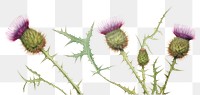 PNG Thistle watercolor border flower plant food.