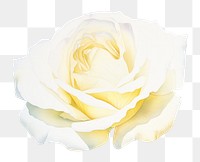 PNG White rose watercolor border flower petal plant.