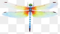PNG Dragonfly insect invertebrate anisoptera.
