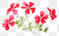 PNG Geranium watercolor border hibiscus flower plant.