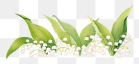 PNG Lily of the valley watercolor border flower plant leaf.
