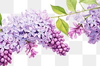 PNG Lilac flower watercolor border blossom plant inflorescence.