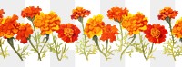 PNG Marigold watercolor border flower petal plant.