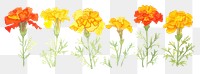 PNG Marigold watercolor border flower petal plant.