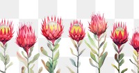 PNG Protea watercolor border flower petal plant.