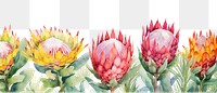 PNG Protea watercolor border pineapple flower plant.
