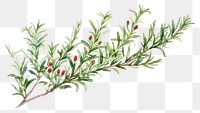 PNG Rosemary watercolor border plant herbs leaf.