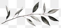 PNG  Eucalyptus plant leaf tree.