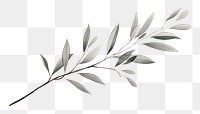 PNG  Eucalyptus plant leaf white background.