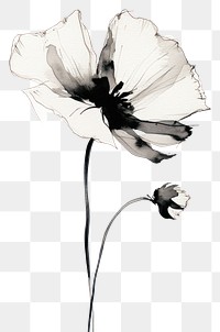 PNG  Poppy flower drawing sketch petal.