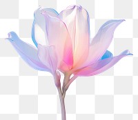 PNG Tulip iridescent blossom flower petal.