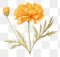PNG Botanical illustration marigold flower petal plant.