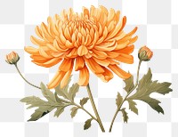 PNG Botanical illustration orange chrysanthemum flower chrysanths dahlia.