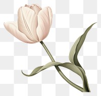 PNG Botanical illustration blooming tulip flower plant white.