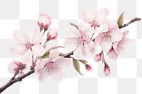 PNG Botanical illustration cherry blossom flower plant white.