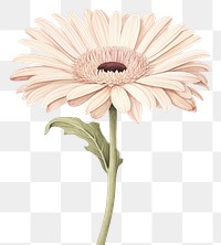 PNG Botanical illustration gerbera flower petal daisy.