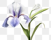 PNG Botanical illustration iris flower petal plant
