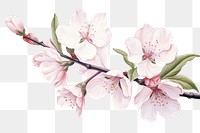 PNG Botanical illustration isolated sakura flower blossom plant.