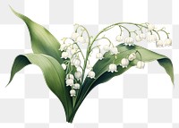 PNG Botanical illustration lily of the valley flower plant white.