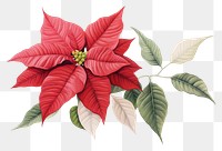 PNG Botanical illustration poinsettia flower plant leaf.