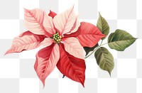 PNG Botanical illustration poinsettia flower plant petal