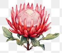 PNG Botanical illustration protea flower plant petal.