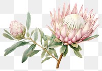 PNG Botanical illustration protea flower plant petal