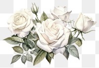 PNG Botanical illustration white rose bouquet flower plant inflorescence.