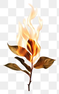 PNG Plant fire leaf fragility.