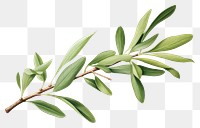 PNG Olive branch plant herbs leaf.