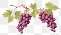 PNG  Grapes in embroidery style fruit plant food.