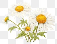 PNG  Daisy in embroidery style flower plant white.