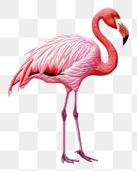 PNG  Flamingo in embroidery style flamingo animal bird.