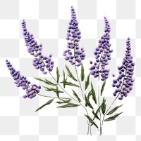 PNG  Lavender in embroidery style flower plant herbs.