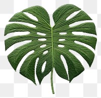 PNG  Monstera in embroidery style plant leaf pattern.